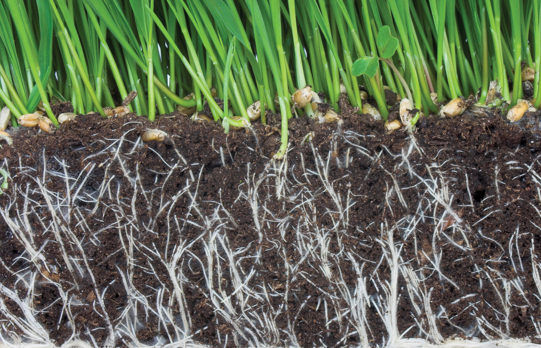 non-toxic-Lawn-care.jpg